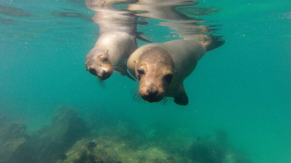 Neugierige Seelöwen auf den Galapagos