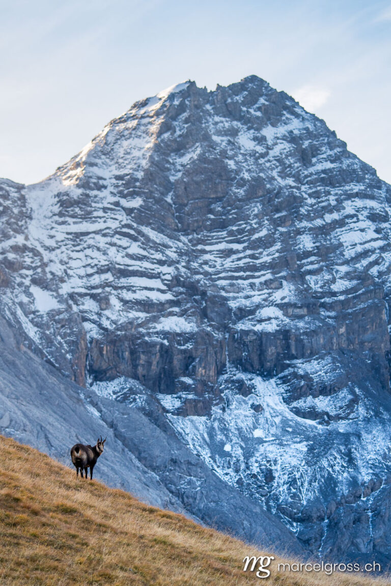 Wildlife pictures - marcel gross chamois in front of the peak of da lacqua in swiss national park 068