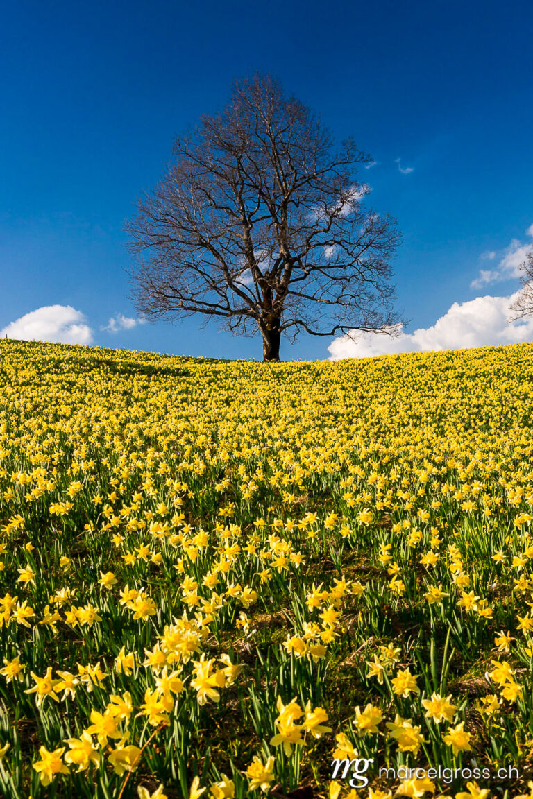 a lonely tree on a hill full of daffodil flowers on hills of Swiss Jura. Taken by Marcel Gross Photography