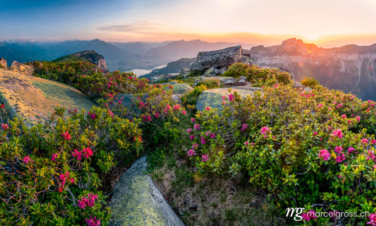 Evening mood with alpine roses on the Niederhorn with a view of Lake Thun and Thun. Taken by Marcel Gross Photography