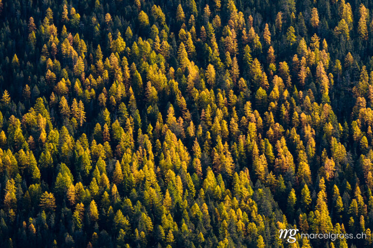 yellow larches in the Swiss National Park. Taken by Marcel Gross Photography