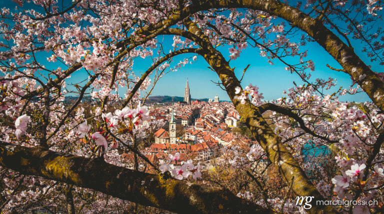 naturally framed view on the city of Bern during the short period of the Bernese Sakura. Taken by Marcel Gross Photography