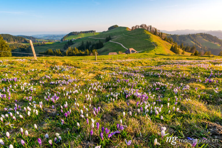 farm house on the hills of Emmental called Rämisgummen during the crocus blossom. Taken by Marcel Gross Photography