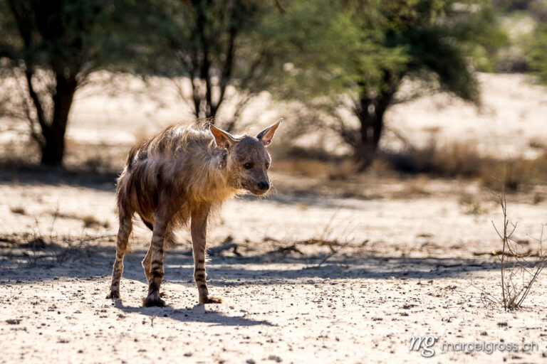 . striped hyena (Hyaena hyaena) in Kgalagadi Transfronter Park. Marcel Gross Photography