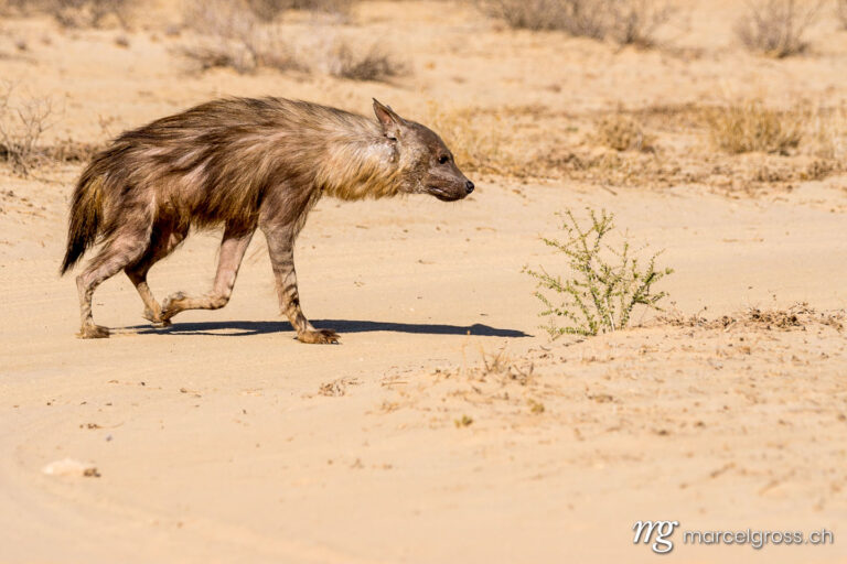 . striped hyena (Hyaena hyaena) in Kgalagadi Transfronter Park. Marcel Gross Photography