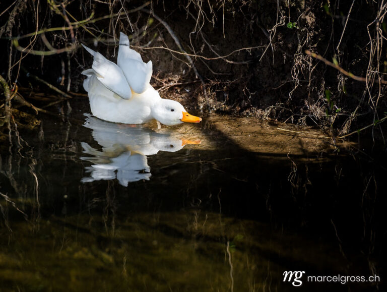 Vogel Bilder Schweiz. a white duck in Emmental. Marcel Gross Photography