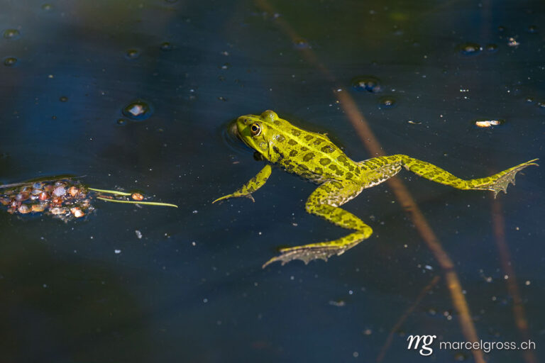 . green frog swimming in pond at Etang de la Gruere. Marcel Gross Photography