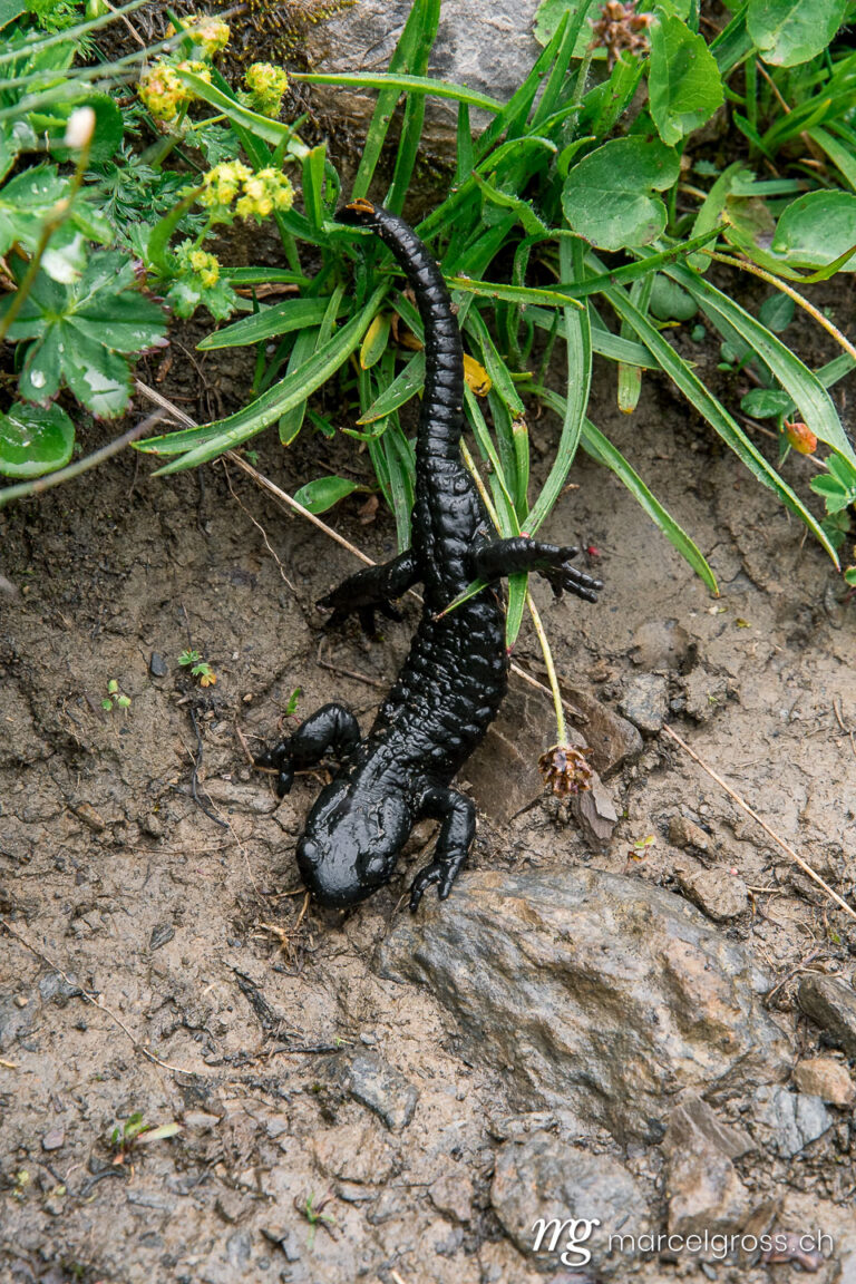 . Alpine salamander (Salamandra atra) in the Bernese Alps. Marcel Gross Photography