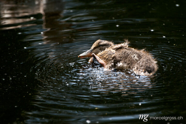 . cute baby duck in Etang de la Gruere. Marcel Gross Photography