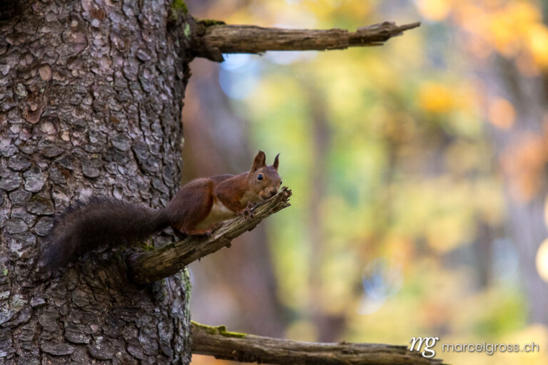 . squirrel in the forests of Hokkaido. Marcel Gross Photography