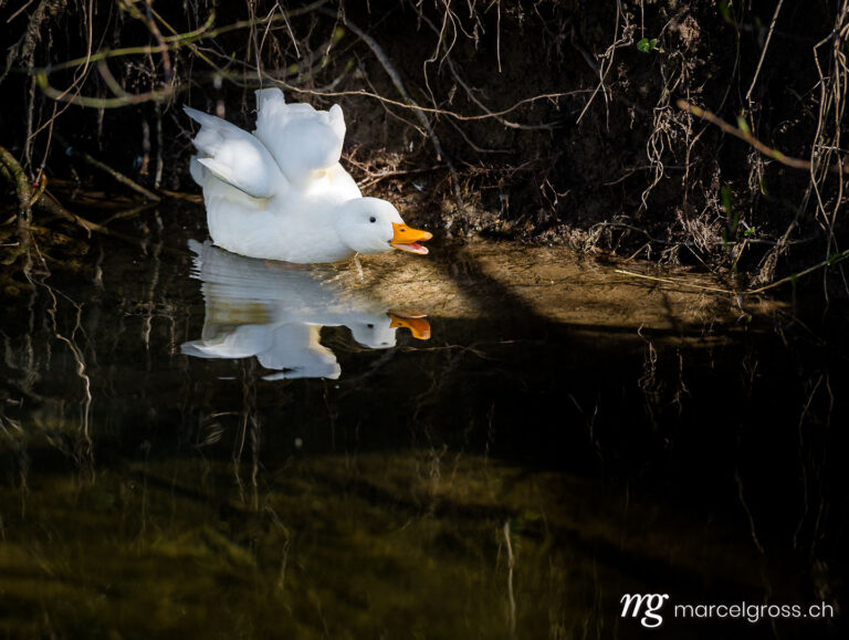 . white duck in Kiese, Konolfingen. Marcel Gross Photography