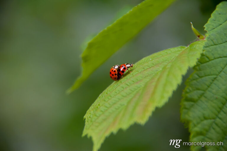 . two mating ladybugs. Marcel Gross Photography