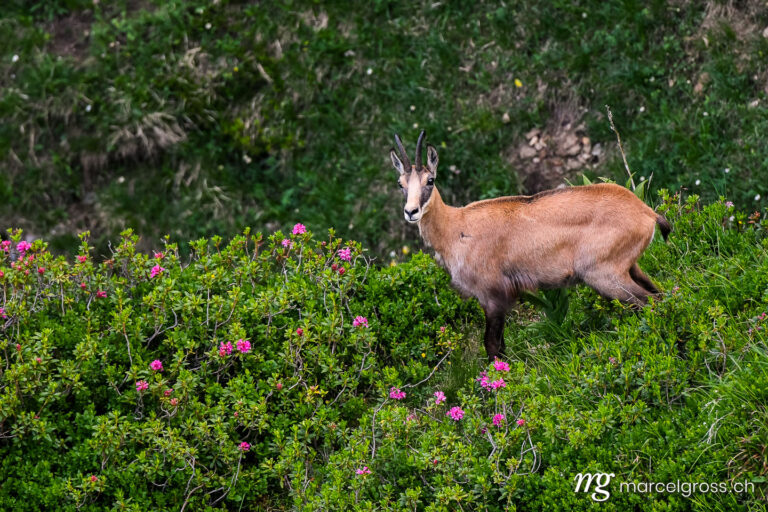 chamois in alpine roses in the Bernese Alps. Taken by Marcel Gross Photography