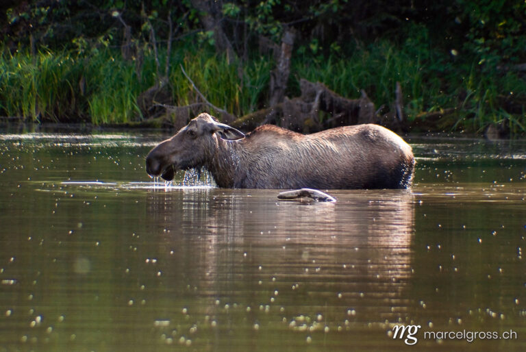 . moose in pond near Chena Hotsprings Alaska. Marcel Gross Photography