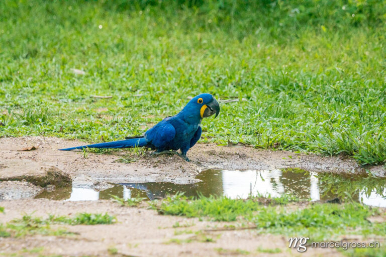 . Hyacinth macaw (Anodorhynchus hyacinthinus) drinking at a puddle. Marcel Gross Photography