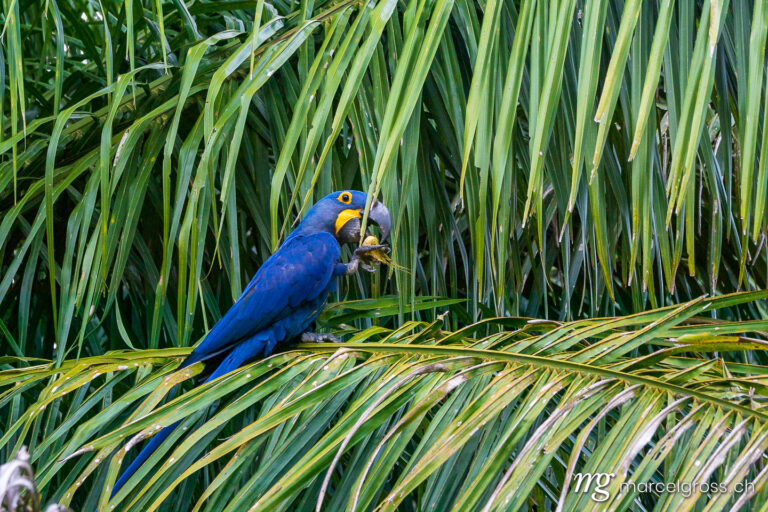 . Hyacinth macaw (Anodorhynchus hyacinthinus) sitting in a palm tree in Pantanal. Marcel Gross Photography