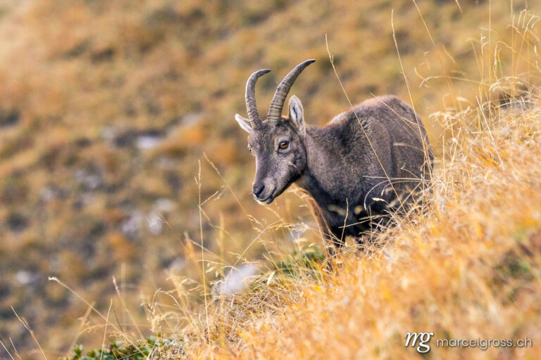 Steinbock Bilder. young ibex scratching in the Bernese Alps. Marcel Gross Photography