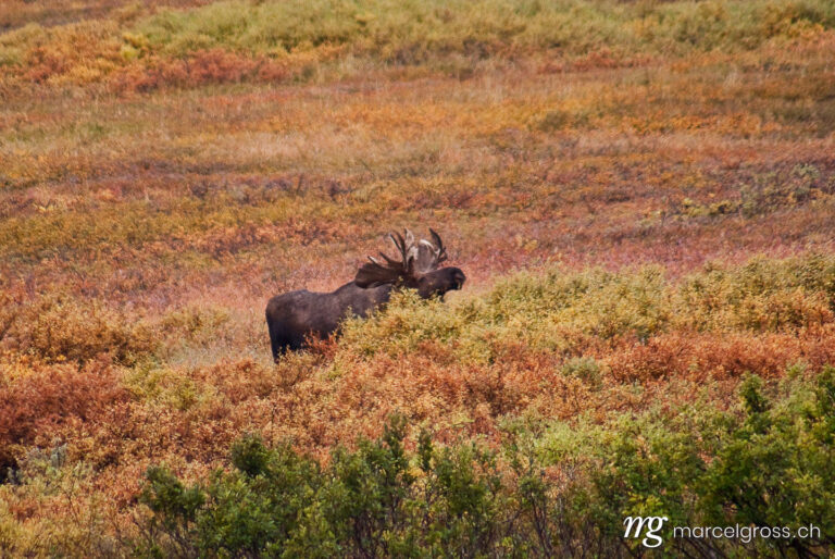 . male moose in autumn fooliage in Denali National Park, Alaska. Marcel Gross Photography