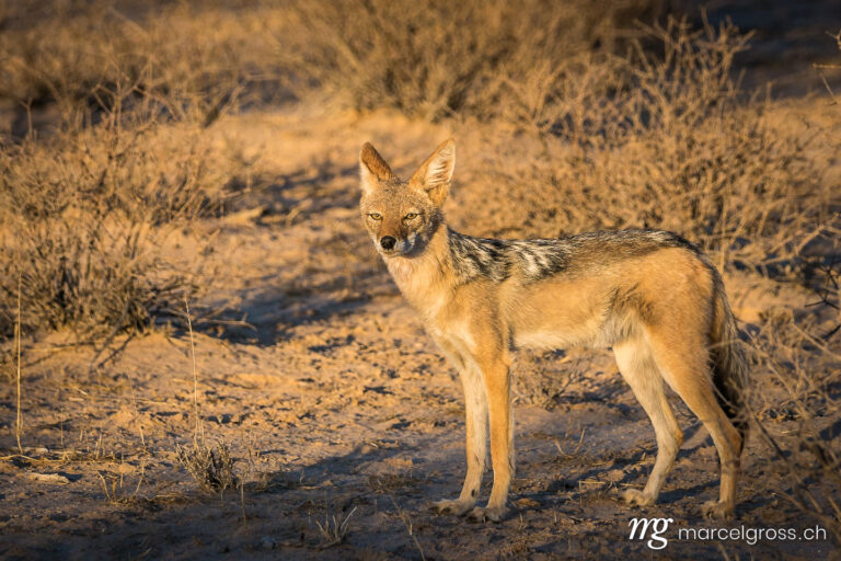 . Black-backed jackal (Canis mesomelas) in Kgalagadi Transfrontier National Park. Marcel Gross Photography