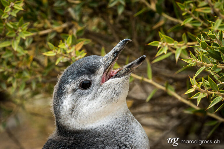 . Portrait of a penguin chick on Peninsula Valdes, Argentina. Marcel Gross Photography