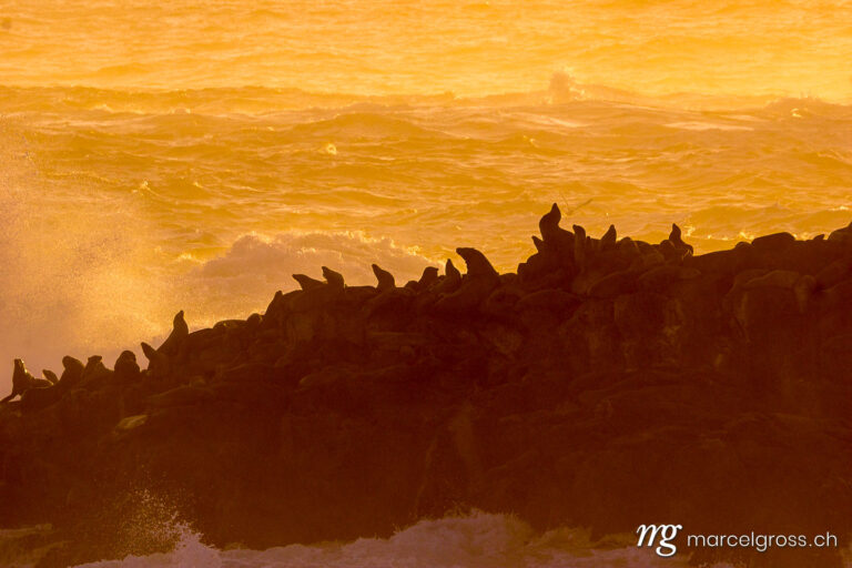 . silhouette of sea lions at sunset in Point Lobos State Reserve. Marcel Gross Photography