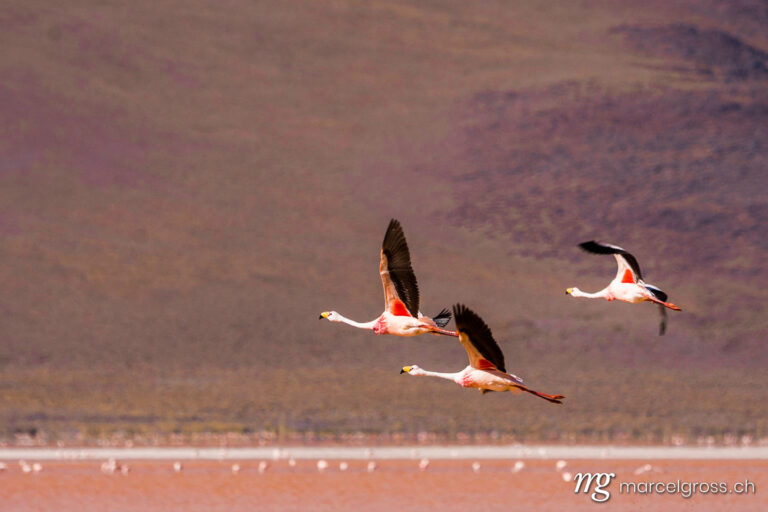 . three flamingos in the fascinating red waters of Laguna Colorada. Marcel Gross Photography