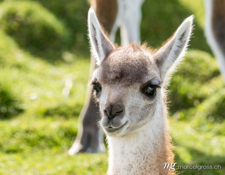 . cute baby guanaco in Torres del Paine National Park. Marcel Gross Photography