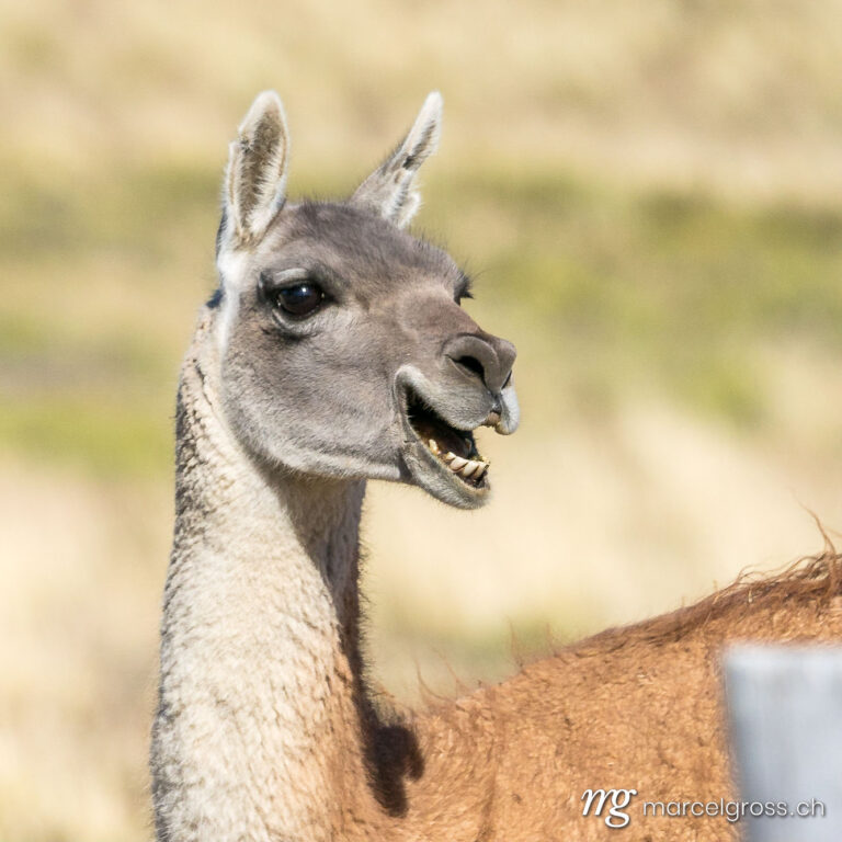 . portrait of a male guanaco in Torres del Paine National Park. Marcel Gross Photography