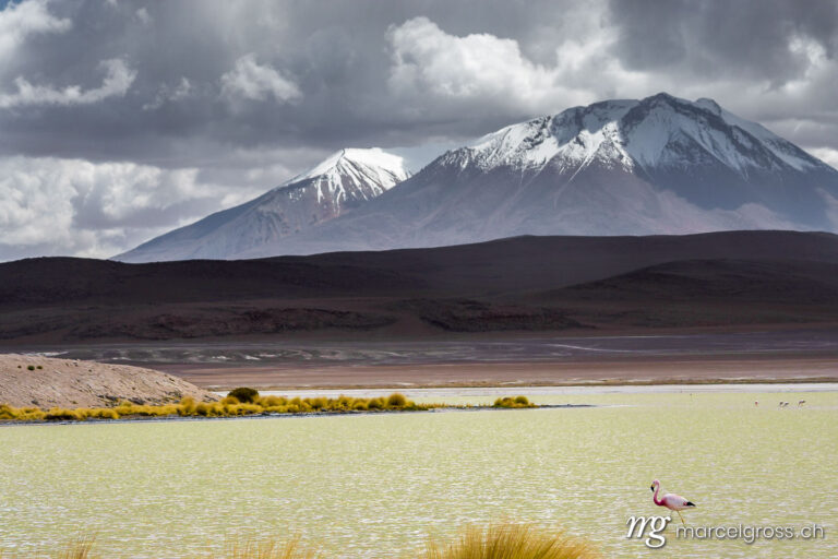 . flamingo wading in laguna canapa dramatic setting in the bolivian altiplano. Marcel Gross Photography