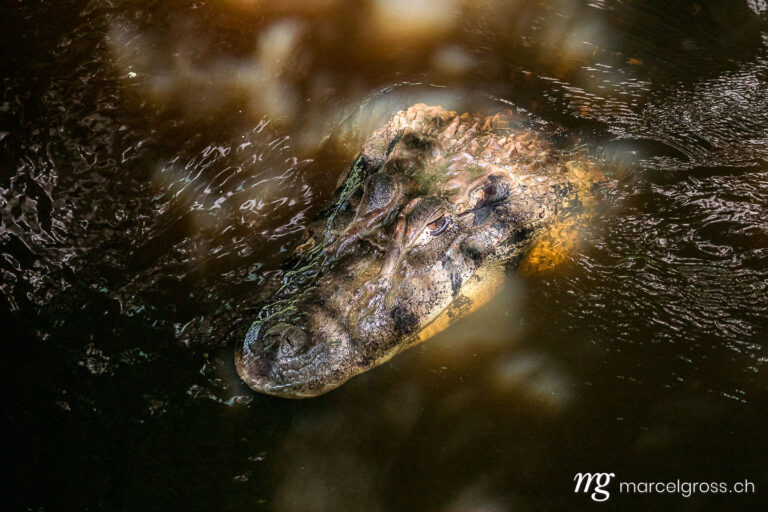. giant head of a black caiman (Melanosuchus niger) in the bolivian amazon. Marcel Gross Photography
