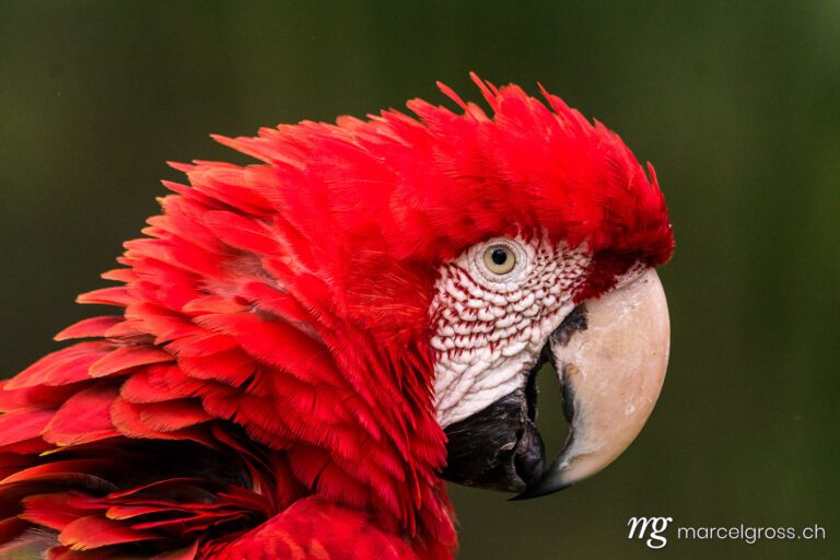 . portrait of a red macaw. Marcel Gross Photography