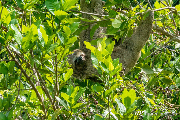 . Sloth in foliage in the jungle of the Bolivian Amazon. Marcel Gross Photography