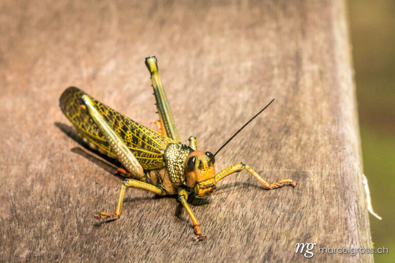 . giant yellow grasshopper in the jungle of Madidi National Park, Bolivian Amazon. Marcel Gross Photography