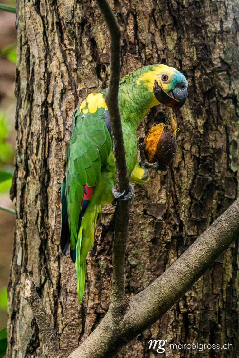 . parrot feeding on palm seed in the bolivian amazon. Marcel Gross Photography