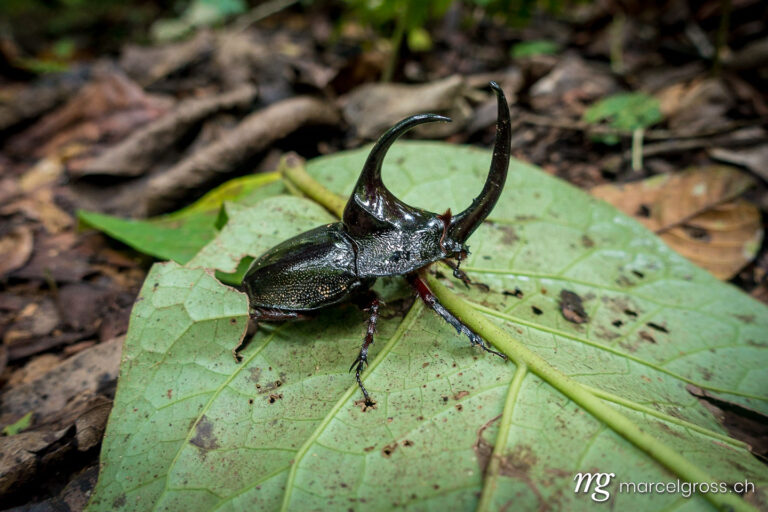 . rhinoceros beetle in the jungle of Madidi National Park, Bolivian Amazon. Marcel Gross Photography