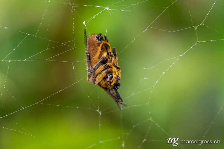 . spider in the jungle of Madidi National Park, Bolivian Amazon. Marcel Gross Photography