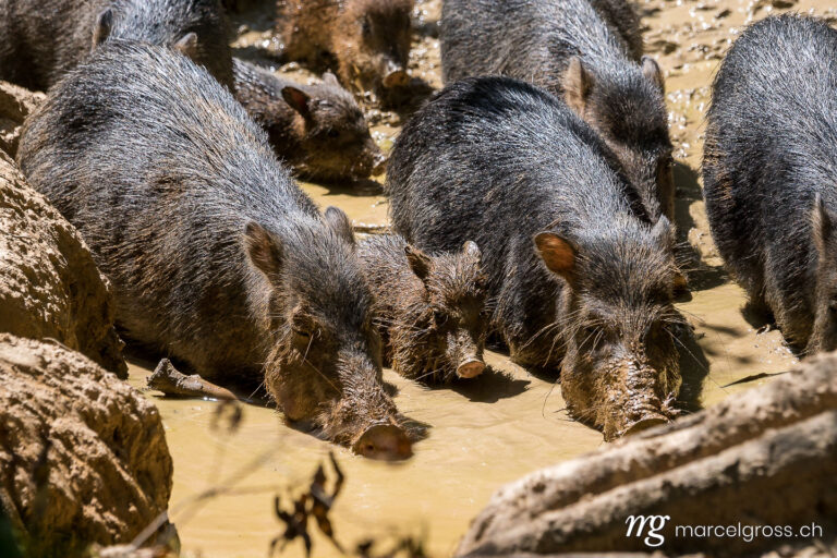 . Wild pigs (peccaries) in mudd of a saltlick in the jungle of Madidi National Park, Bolivian Amazon. Marcel Gross Photography