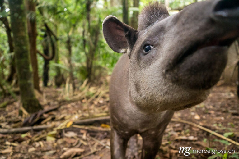 . close-up of a wild tapir  in the jungle of Madidi National Park, Bolivian Amazon. Marcel Gross Photography