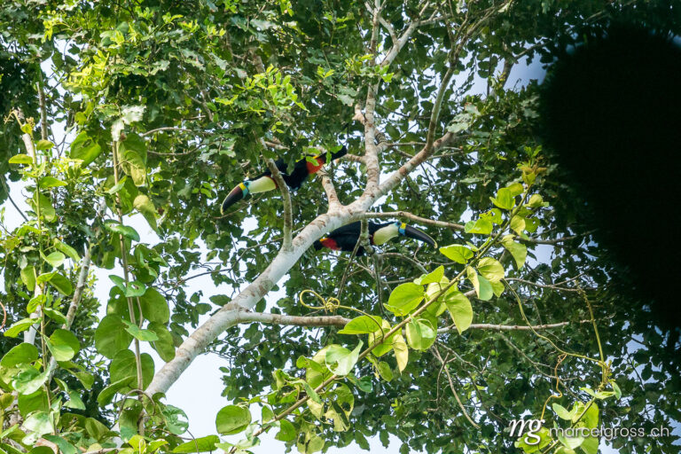 . White-throated toucan (Ramphastos tucanus) in the jungle of Madidi National Park. Marcel Gross Photography