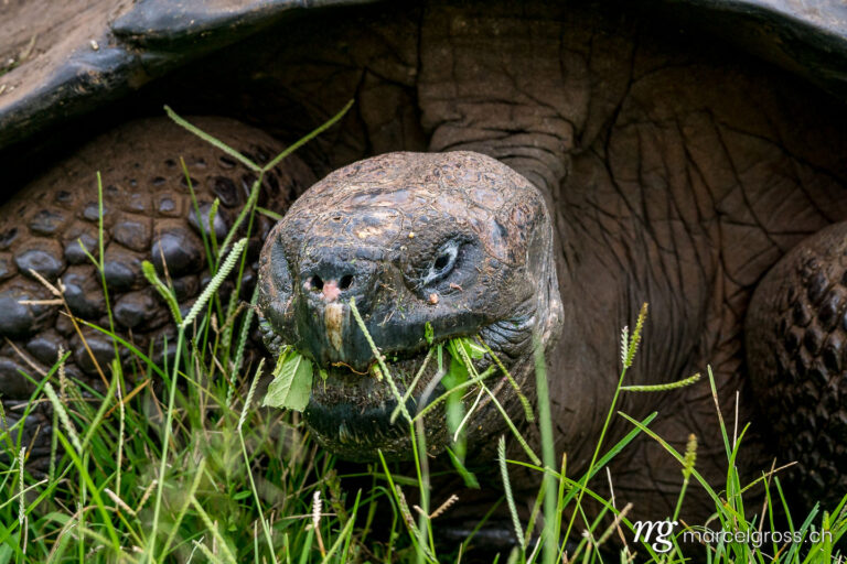 . portrait of a giant galapagos turtle feeding on grass. Marcel Gross Photography