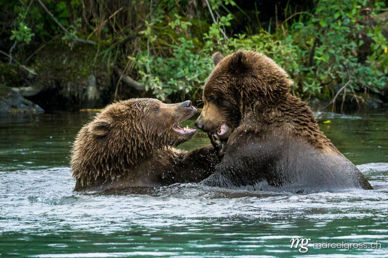 fighting grizzly bear cubs in lake