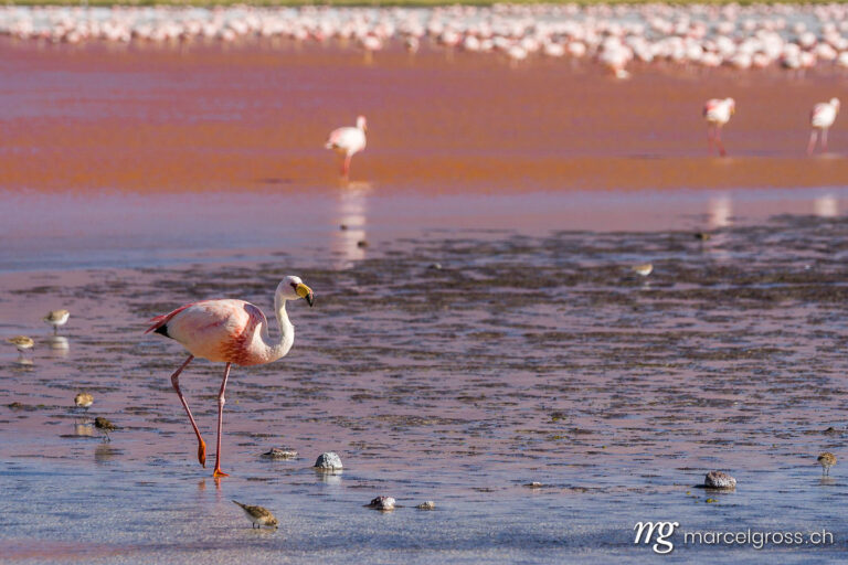 . a flamingos paradise. Marcel Gross Photography