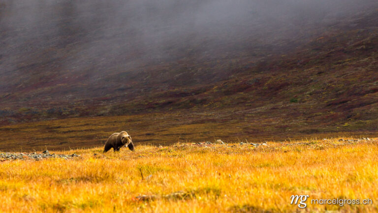 . a grizzly landscape. Marcel Gross Photography