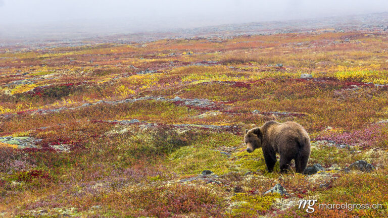 grizzly bear in autumn colored tundra