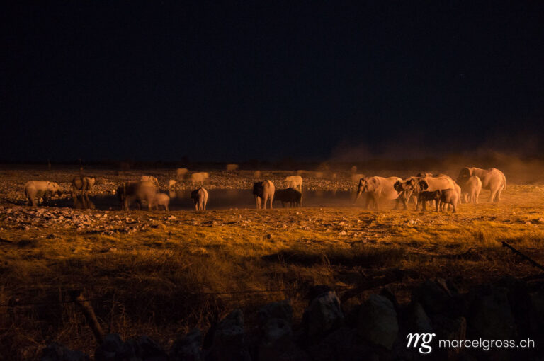. a herd of Elephants. Marcel Gross Photography