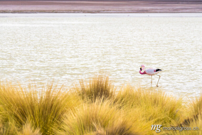 . a lone Andean flamingo. Marcel Gross Photography