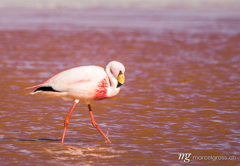 . a lone James flamingo (Phoenicoparrus jamesi). Marcel Gross Photography