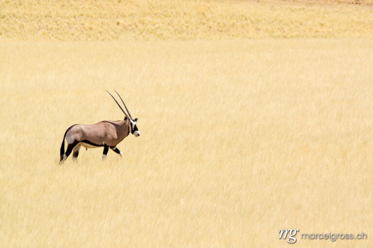 . a lone oryx in yellow grass. Marcel Gross Photography