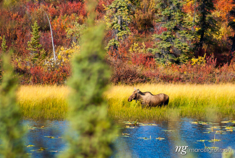 . a moose in autumn. Marcel Gross Photography