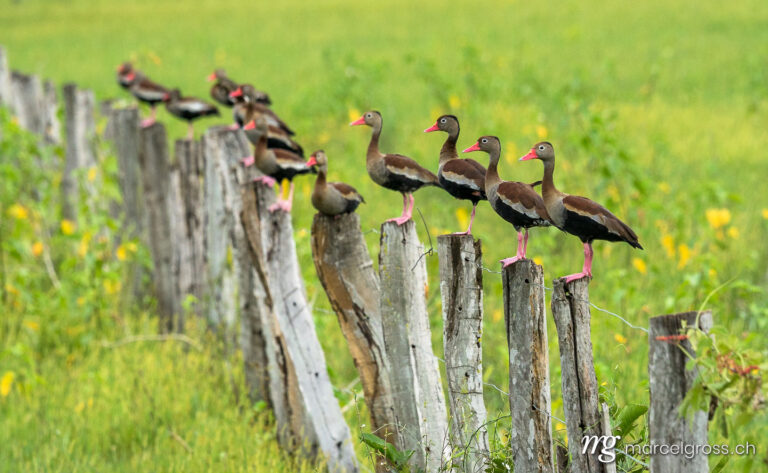 . a row of geese on piles. Marcel Gross Photography